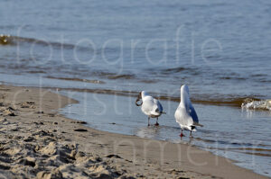 Poster "Möwe am Strand - Ich habe was gefunden" 3/4