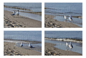 Komplett-Set "Möwe am Strand - Ich habe was gefunden"