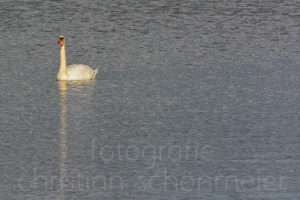 Poster "Schwan auf dem See"